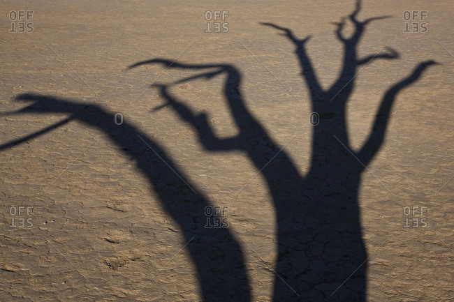 Shadow of dead trees in dry clay pan, Dead Vlei, Soussusvlei, Namibia, Africa