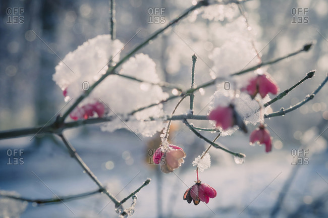 Snow covered spindle tree (European Evonymus), close-up
