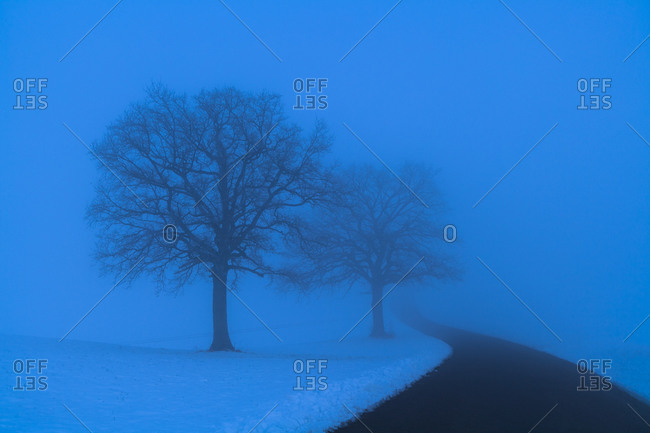 Country road and silhouettes of two bare trees in blue winter landscape
