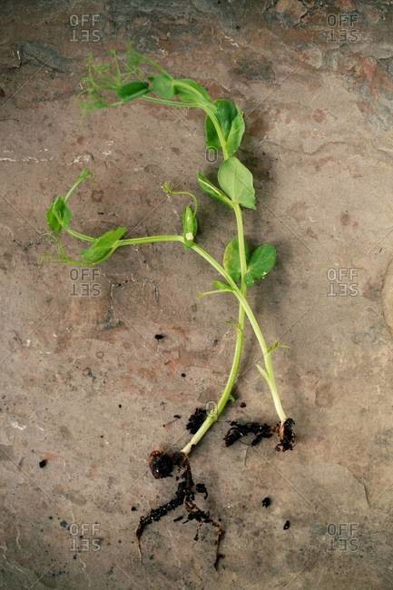 Top view of watercress shoots