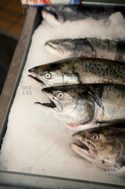 Spotted trout at a fish market