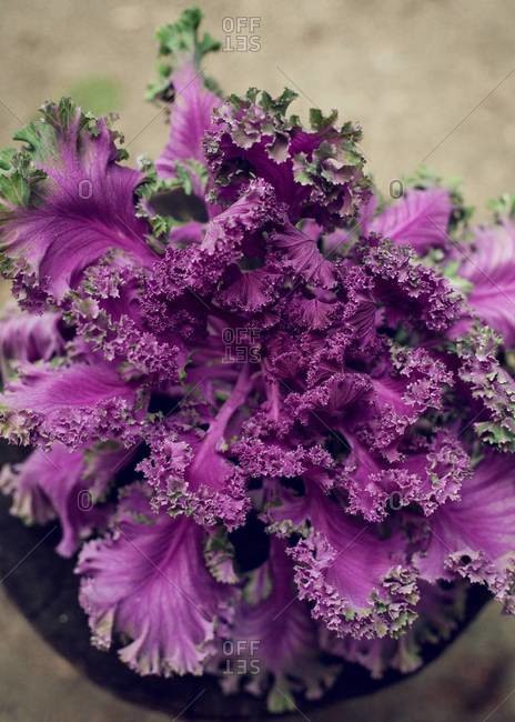Close up of an ornamental cabbage