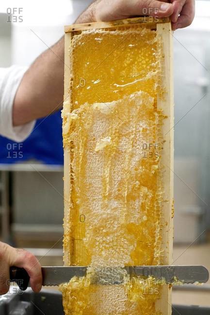 Apiarist collecting honey from honeycomb