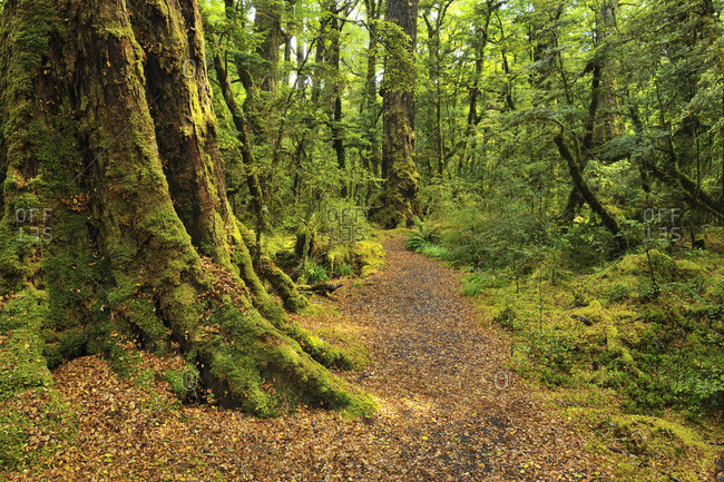 Path through rainforest, Lake Gunn Nature Walk, Fiordland National Park, Southland, South Island, New Zealand