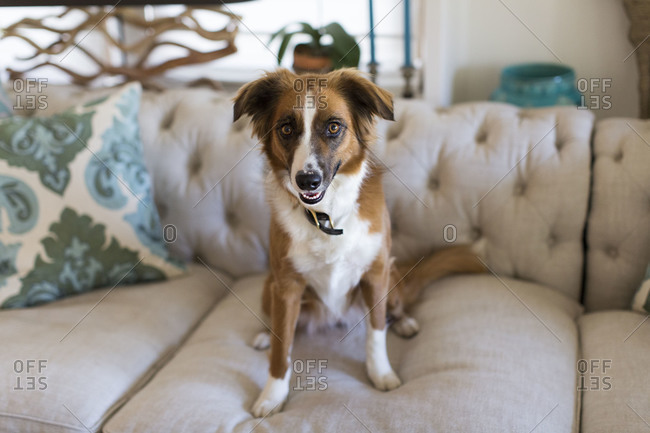 Dog smiling sitting on couch inside a home