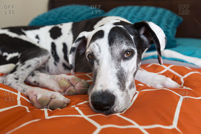 Black and white great dane on a bed inside a home