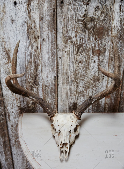Animal skull on a wooden table