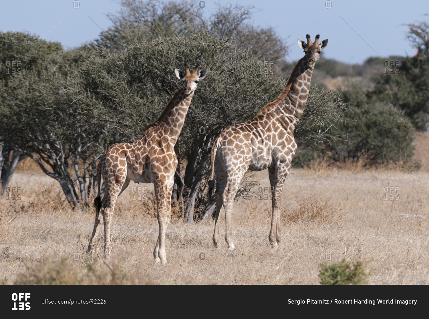 Southern giraffe (Giraffa camelopardalis), Mashatu Game Reserve, Botswana, Africa