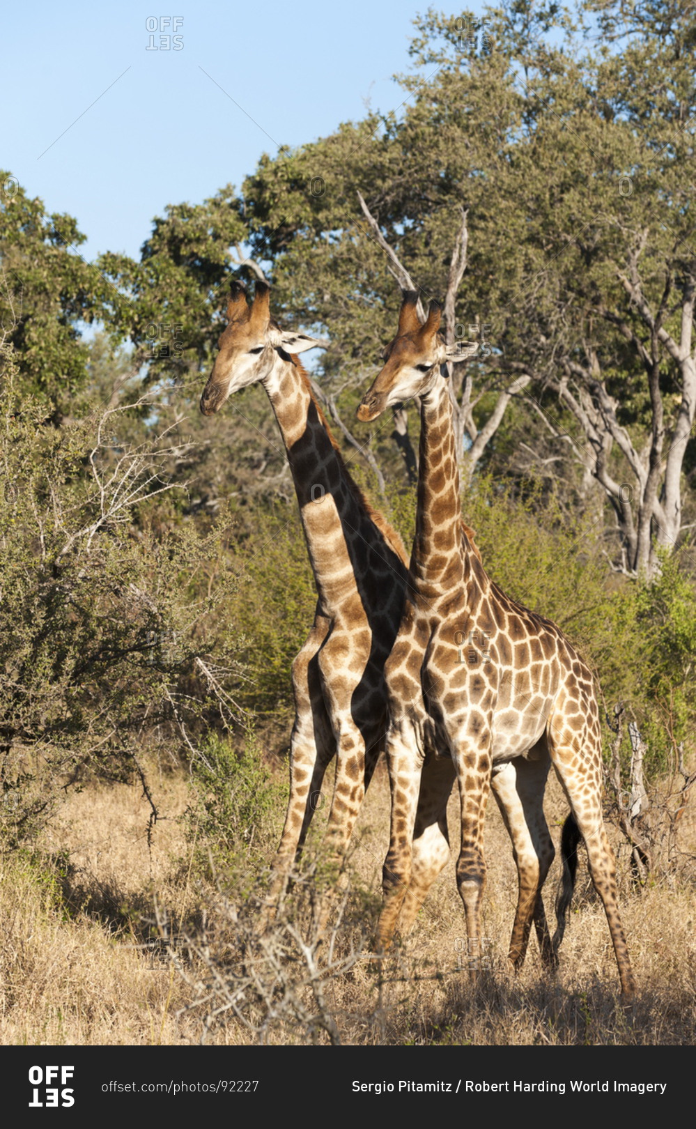 Southern giraffe (Giraffa camelopardalis), Mala  Game Reserve, South Africa, Africa
