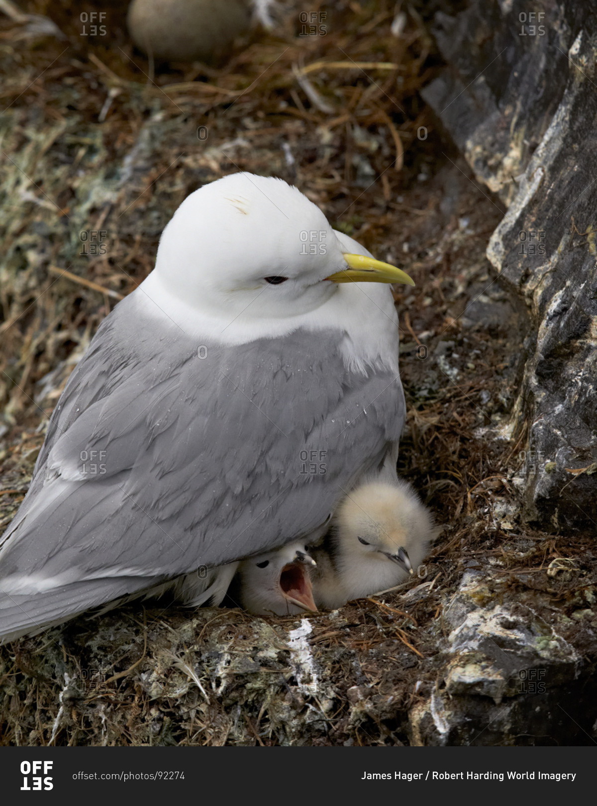 Black-Legged Kittiwake (Rissa tridactyla) adult and two chicks on the nest, Iceland, Polar Regions