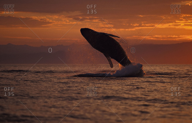 whale breaching sunset