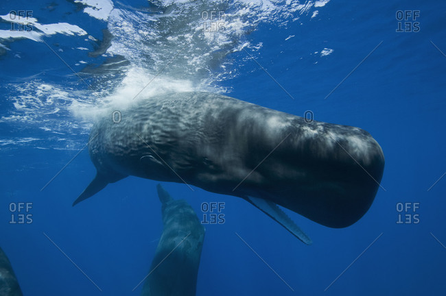 sperm whale mouth