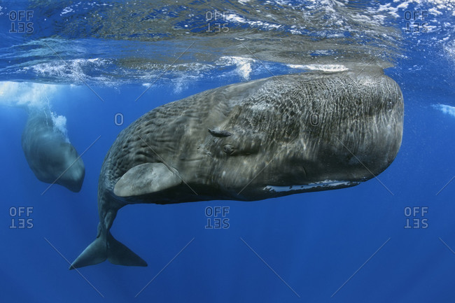 Sperm Whales Closeup Underwater View Of A Calf Stock Photo OFFSET