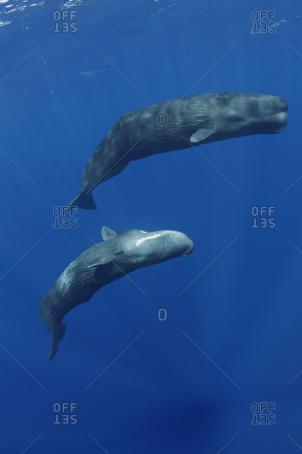 Two Sperm Whales interacting with each other