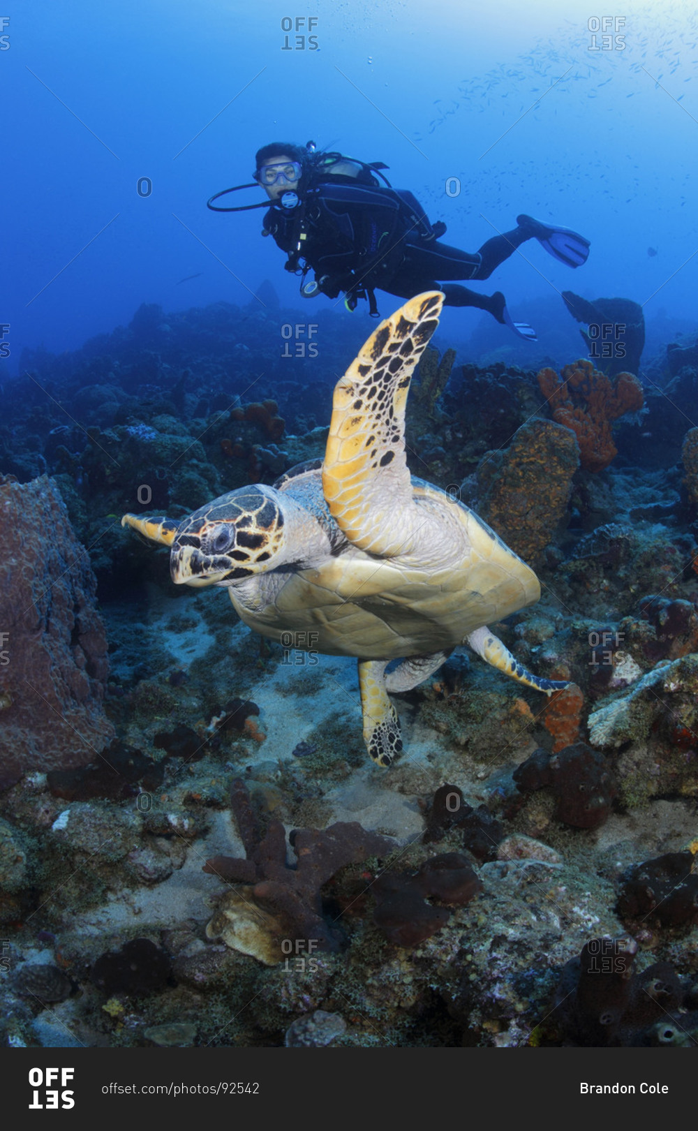 A Hawksbill Sea Turtle swims in front of a female scuba diver in the Caribbean.
