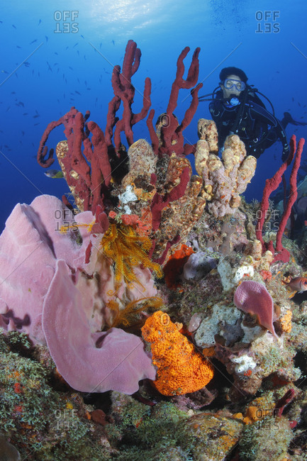 Female Scuba Diver Admires Rich Invertebrate Growth Pink Vase