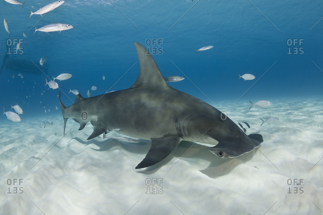 Great Hammerhead Shark (Sphyrna mokarran), uses broad head like a metal detector, sweeping over the sand bottom. Electroreceptor organs on the underside called the ampullae of Lorenzini allow it to detect weak electric fields given off by fish, even those buried under sand.