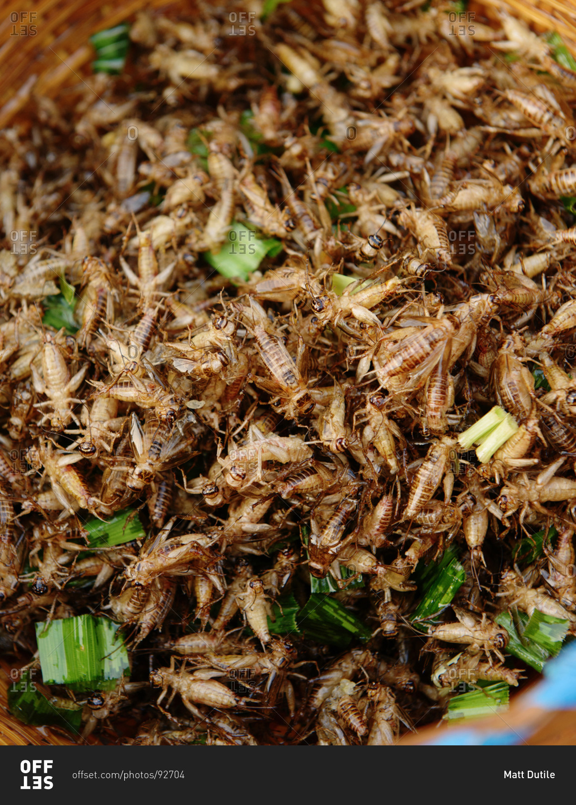 Close up of fried crickets