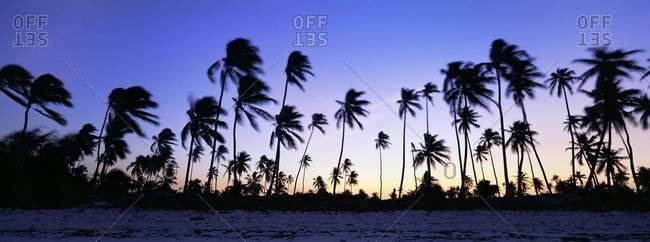 Beach scene at twilight with palm trees in silhouette, near Bweju, island of Zanzibar, Tanzania, East Africa, Africa