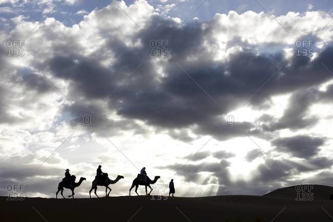Silhouette of Berber man leading three camels along the ridge of a sand dune in the Erg Chebbi sand sea near Merzouga, Morocco