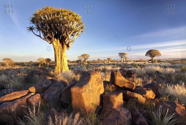 Quivertrees (Aloe Dichotoma) (Kokerboom) in the Quivertree Forest on Farm Gariganus near Keetmanshopp, Namibia, Africa
