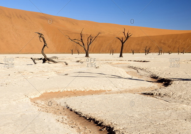 Dried mud pan with ancient camelthorn trees and orange sand dunes in the distance, Dead Vlei, Namib Desert, Namib Naukluft Park, Namibia, Africa