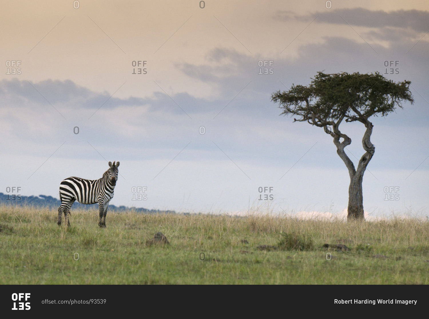 Common zebra (Equus quagga), Masai Mara National Reserve, Kenya, East Africa, Africa