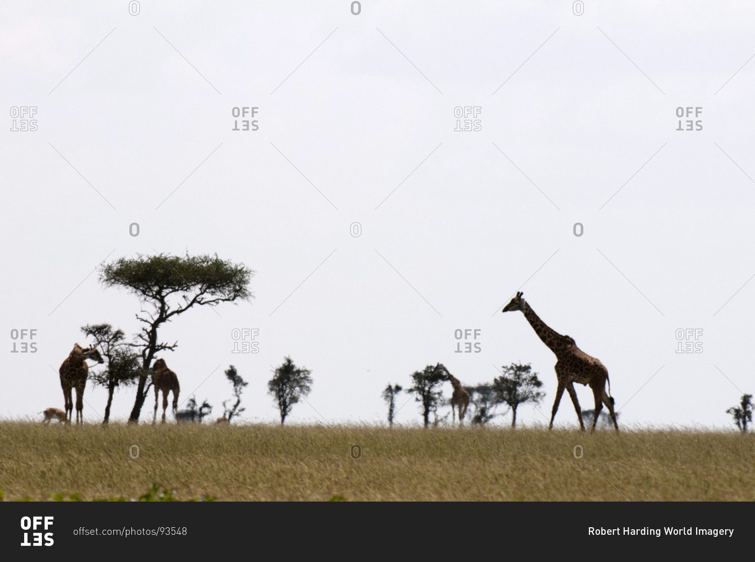 Giraffes, Masai Mara Game Reserve, Kenya скачать