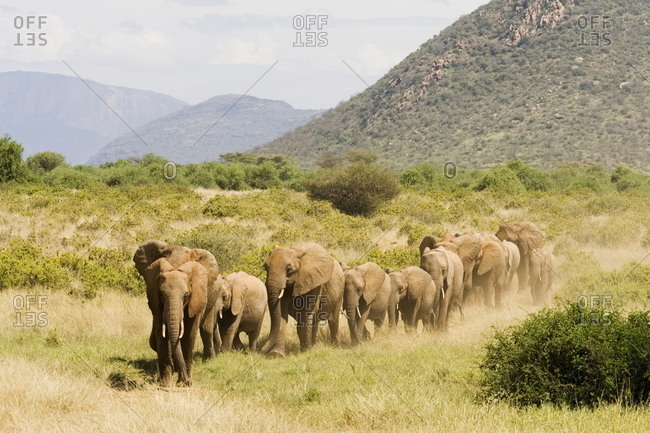 Line of African elephants (Loxodonta africana), Samburu National Reserve, Kenya, East Africa, Africa