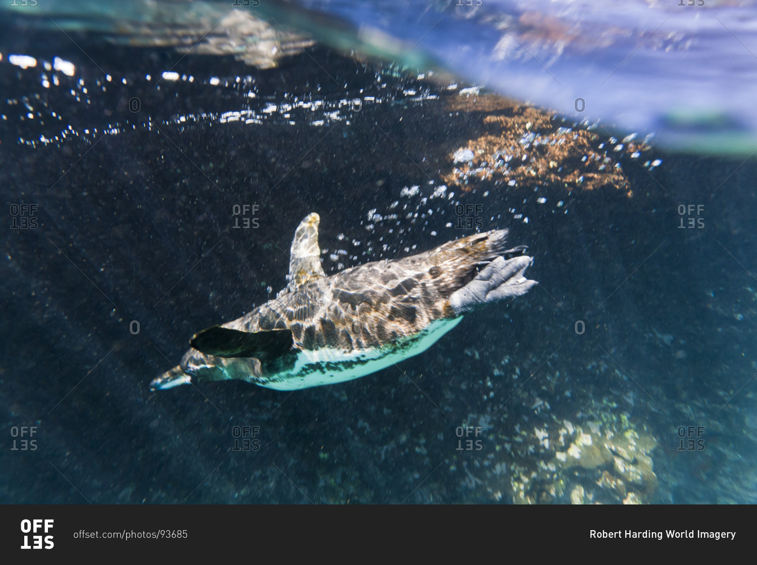 Adult Galapagos penguin (Spheniscus mendiculus) underwater, Bartolome Island, Galapagos Islands, Ecuador, South America