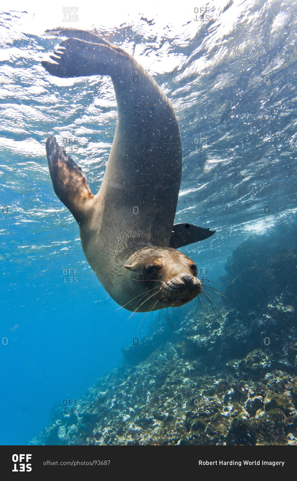 Galapagos sea lion (Zalophus wollebaeki) underwater, Champion Island, Galapagos Islands, Ecuador, South America