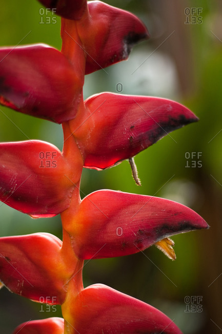 Close up of a heliconia plant