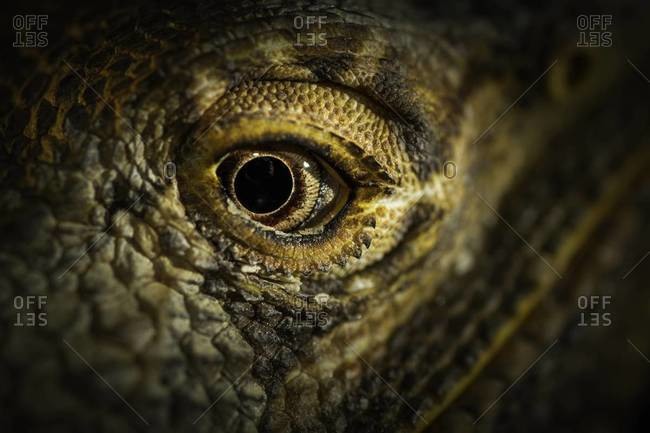 Close up of an eye of a central bearded dragon