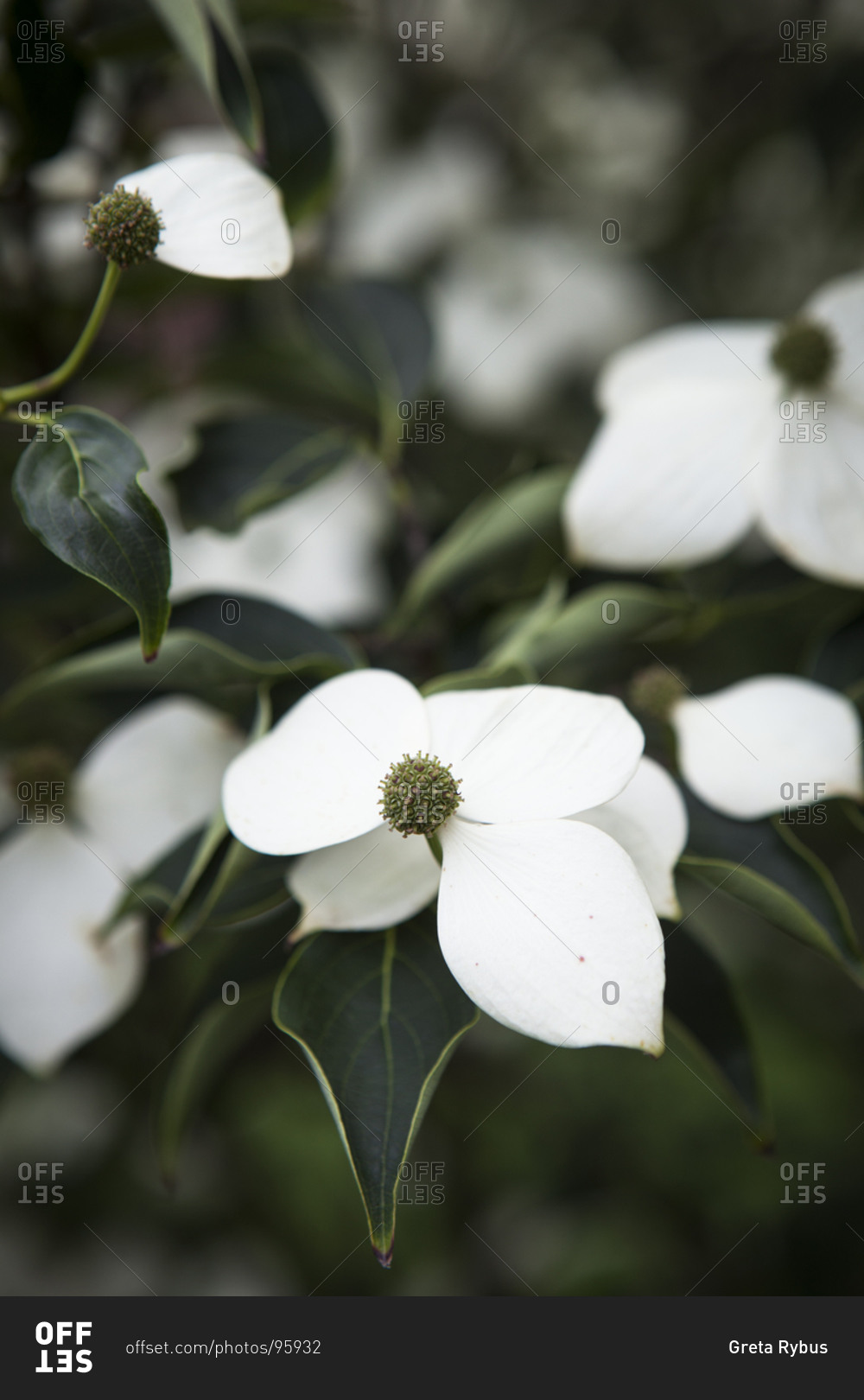 Close up of white spring flowers