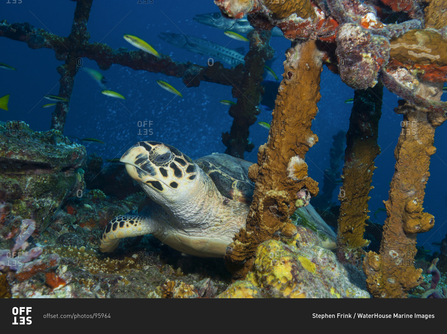 A Hawksbill turtle (Eretmochelys imbricata) on the deck of the Duane shipwreck, Key Largo, Florida
