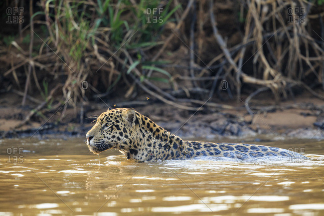 South America, Brasilia, Mato Grosso do Sul, Pantanal, Cuiaba River, Jaguar, Panthera onca, swimming
