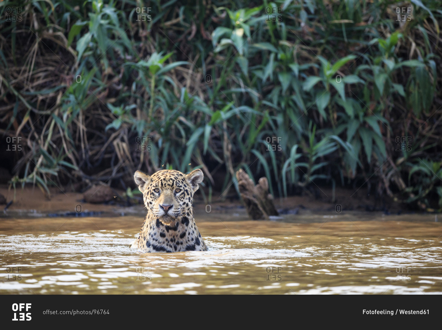 South America, Brasilia, Mato Grosso do Sul, Pantanal, Cuiaba River, Jaguar, Panthera onca, in water