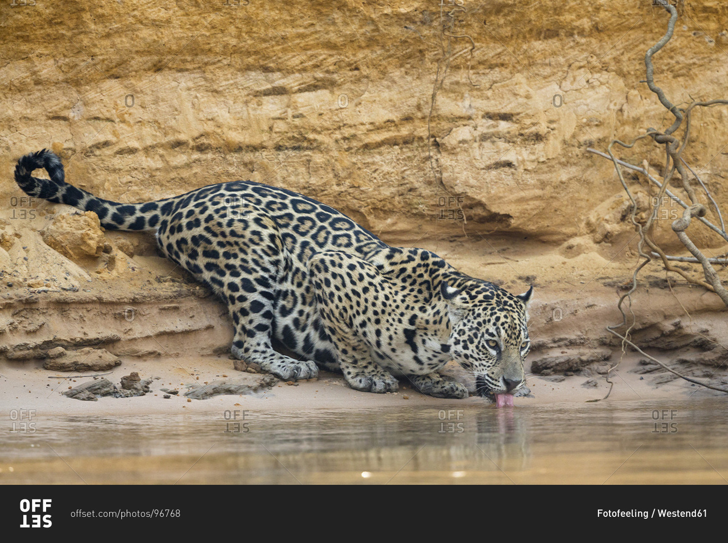 South America, Brasilia, Mato Grosso do Sul, Pantanal, Cuiaba River, Jaguar, Panthera onca, drinking