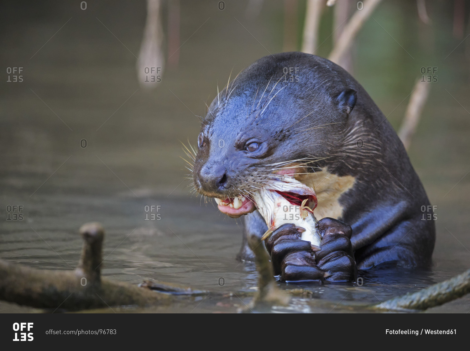 South America, Brasilia, Mato Grosso do Sul, Pantanal, Cuiaba River, European otter, Lutra lutra, with fish