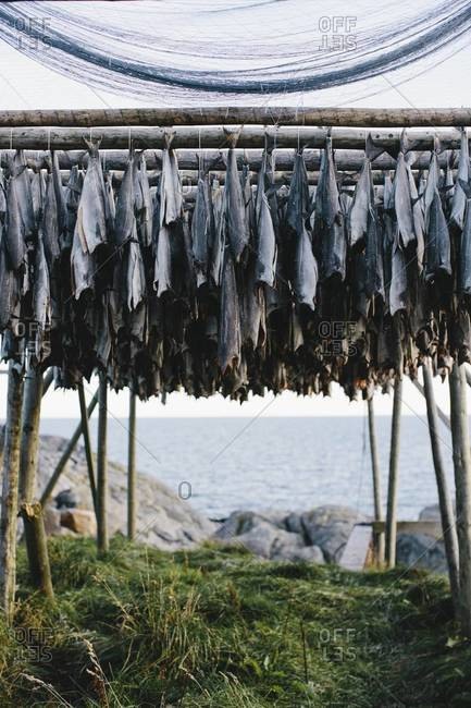 Drying fish on fish flake in Norway