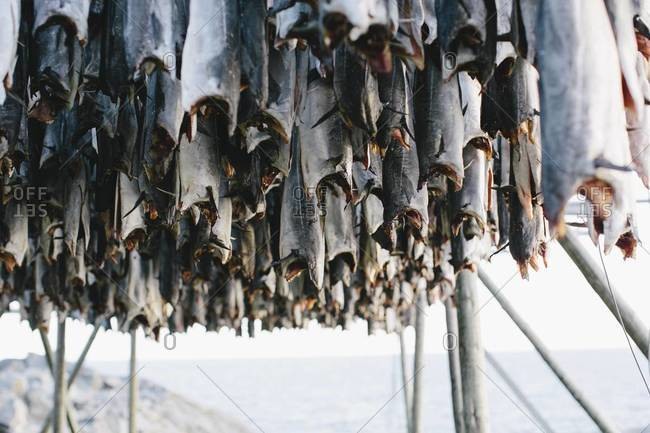 Drying fish on fish flake in Norway