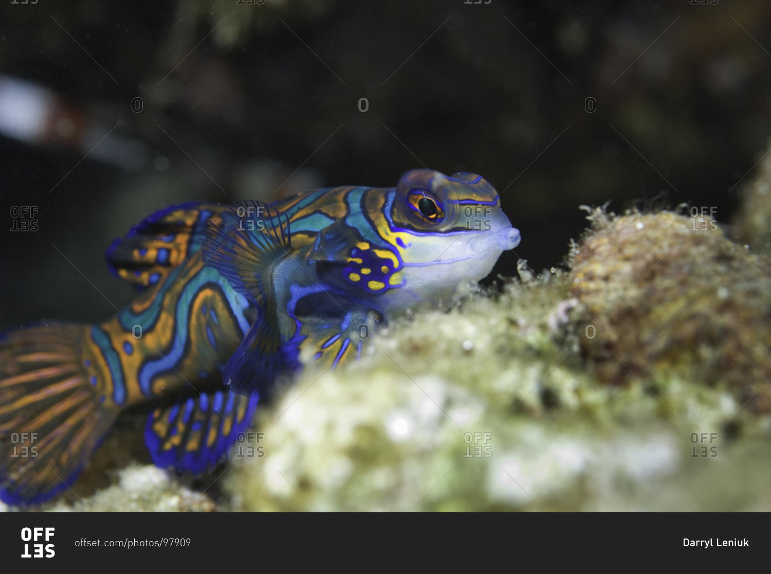 Mandarin fish (Synchiropus splendidus) on coral reef, Raja Ampat, Indonesia