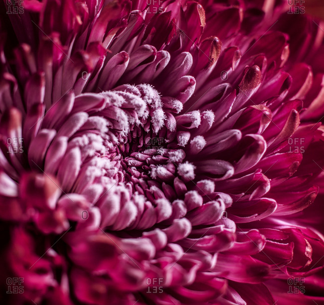 Close up of a red chrysanthemum flower