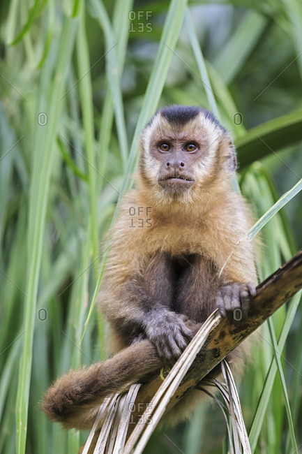 Macaco Do Capuchin (capucinus De Cebus) Foto de Stock - Imagem de costela,  grito: 58367368