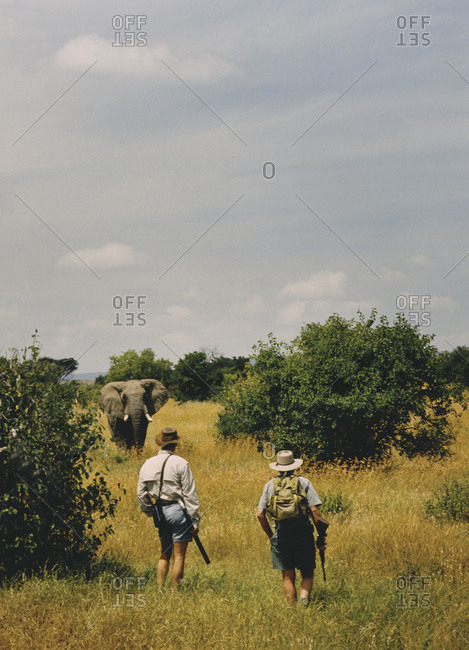 Encounter with an elephant on a safari in the Masai Mara National Reserve in Kenya