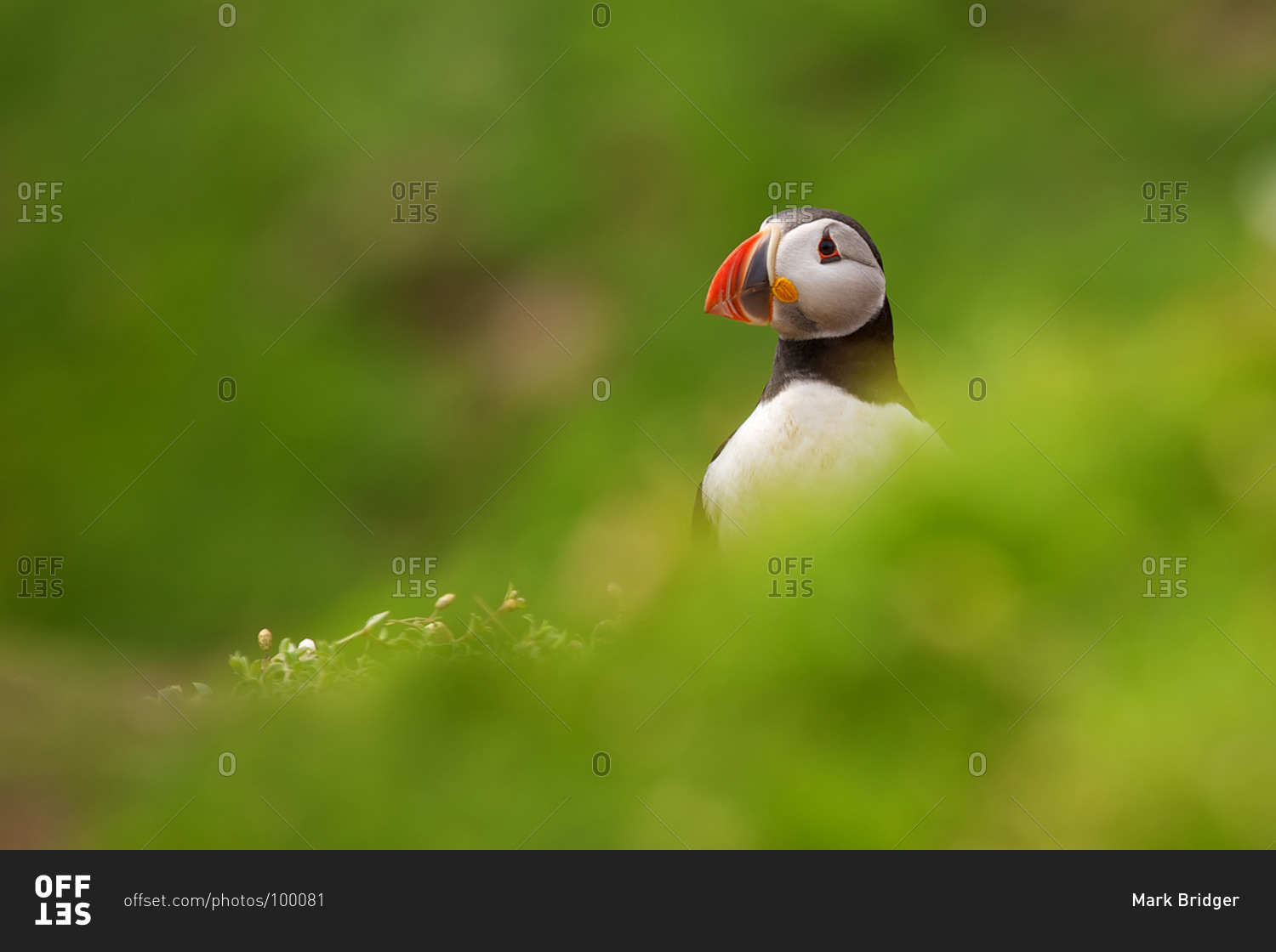 Portrait of Atlantic puffin bird