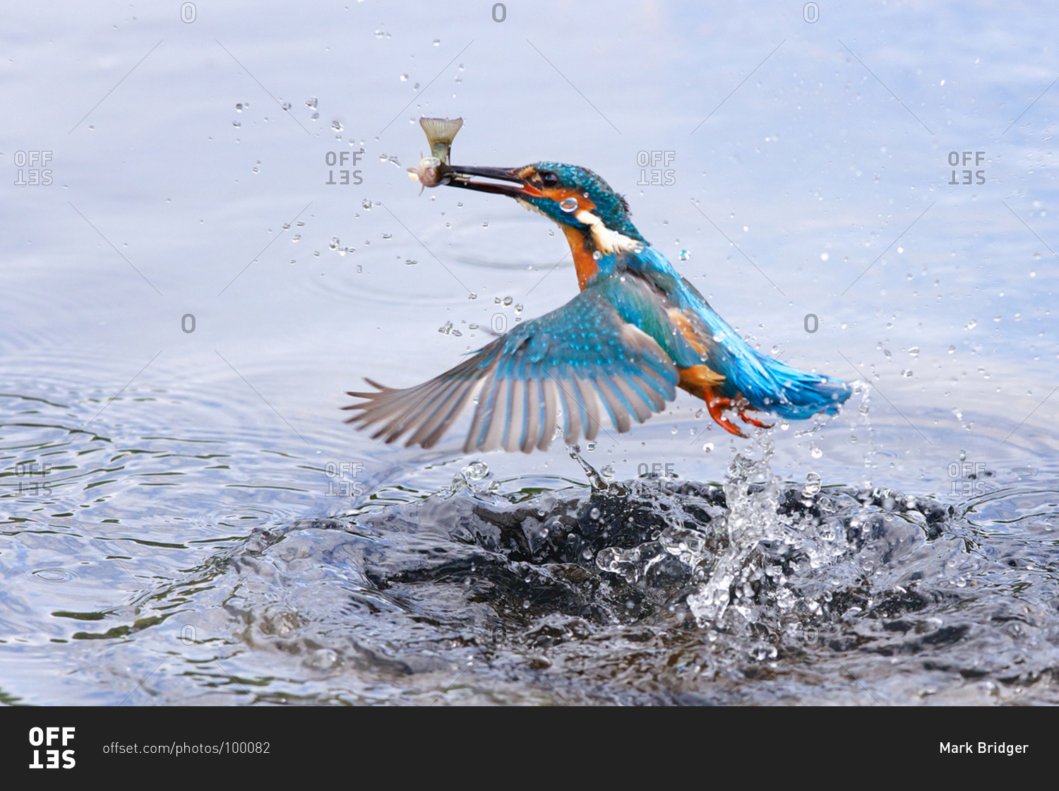 Portrait of kingfisher bird catching fish