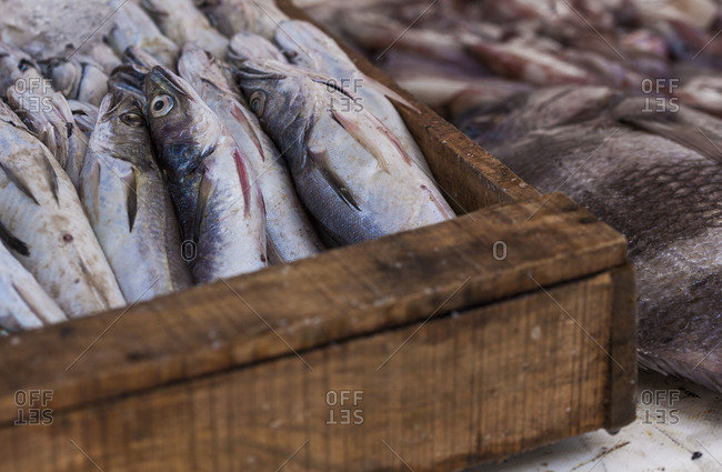 fresh fish displayed at a fish market