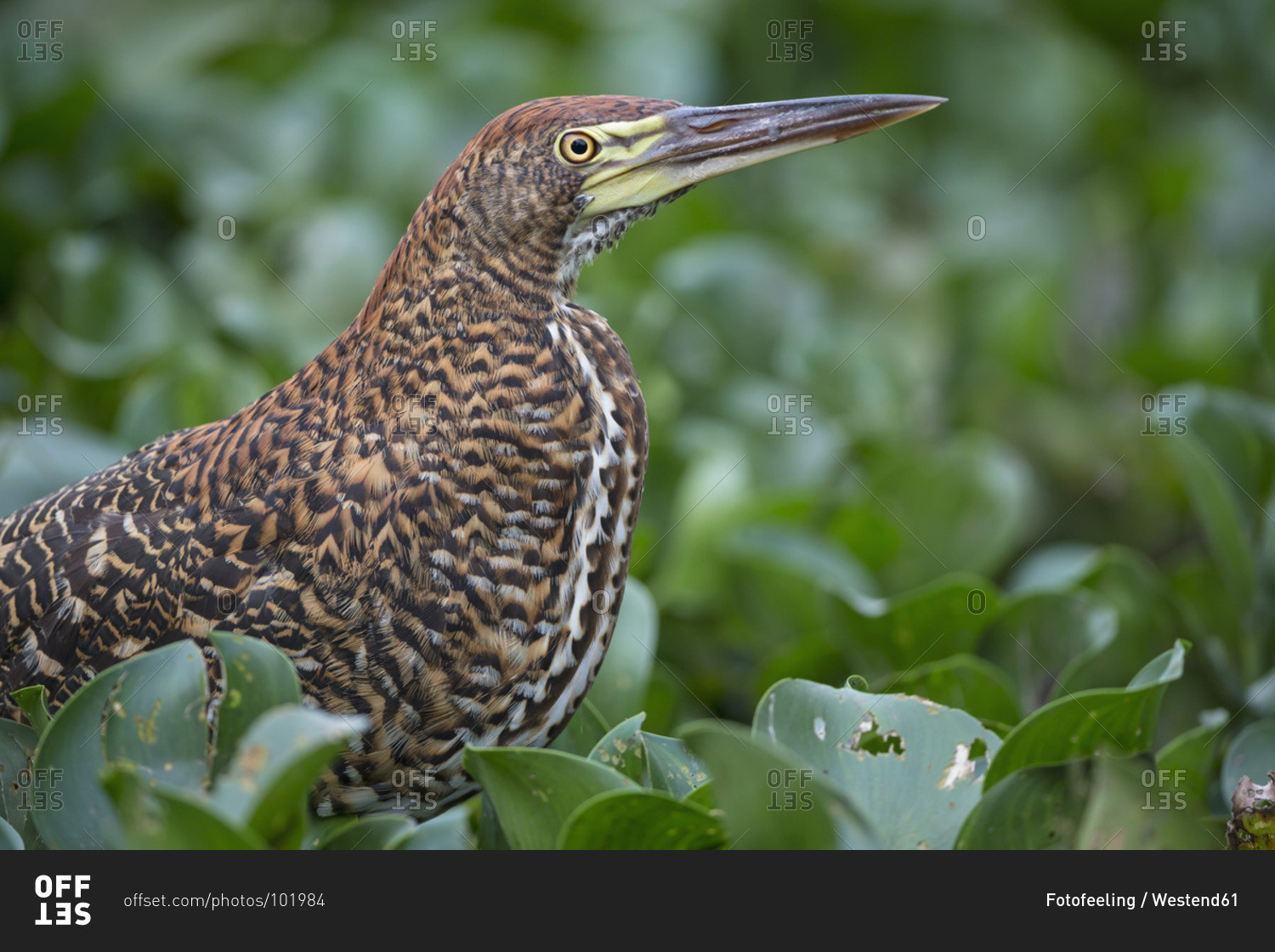 Rufescent Tiger Heron, Tigrisoma lineatum, young animal