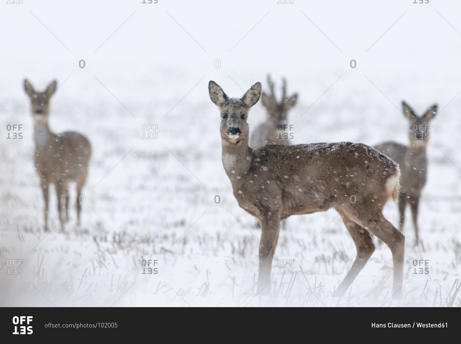 Roe deer in snow